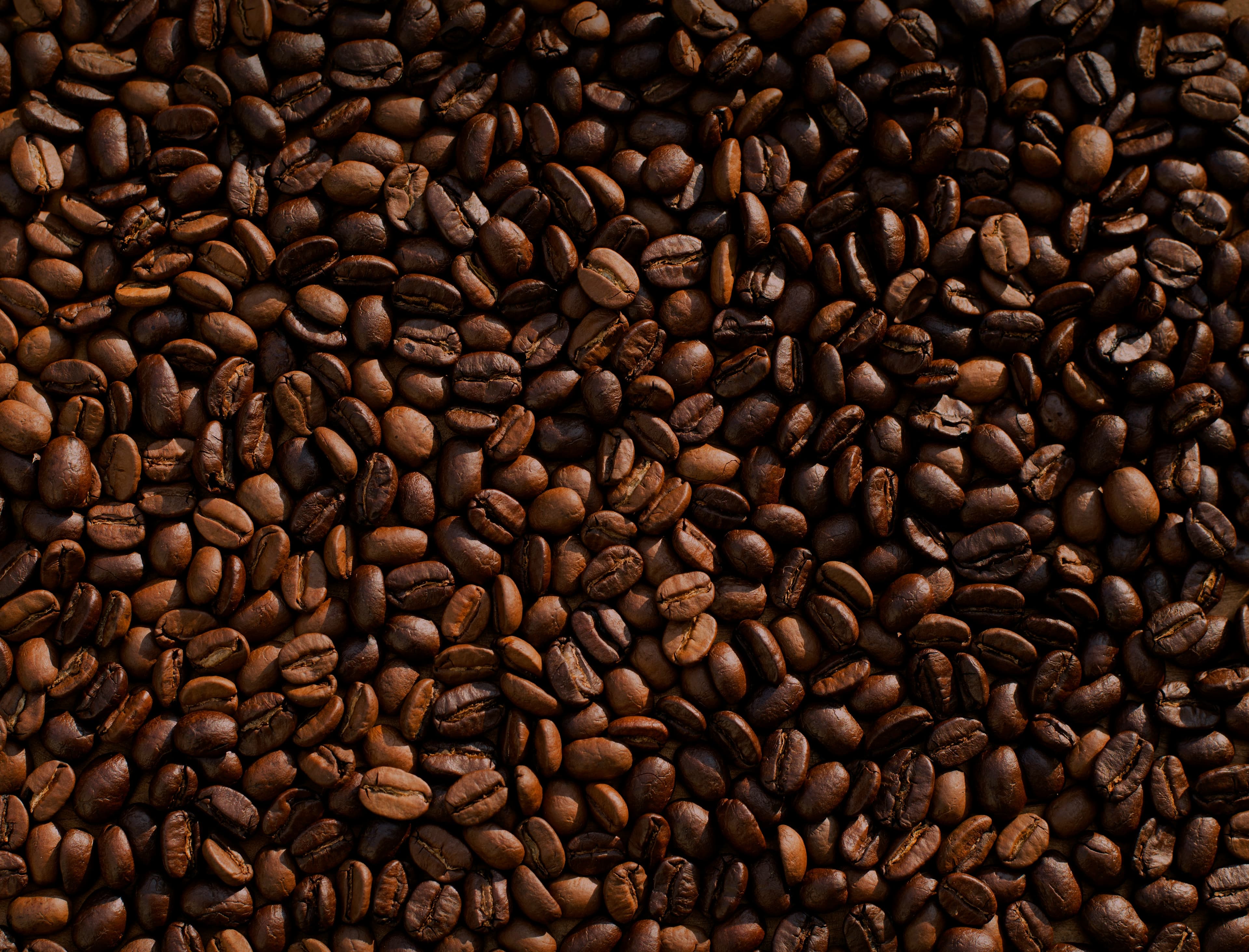 Coffee Plant